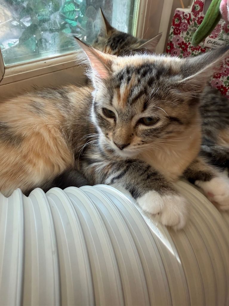 Beautiful kittens for sale