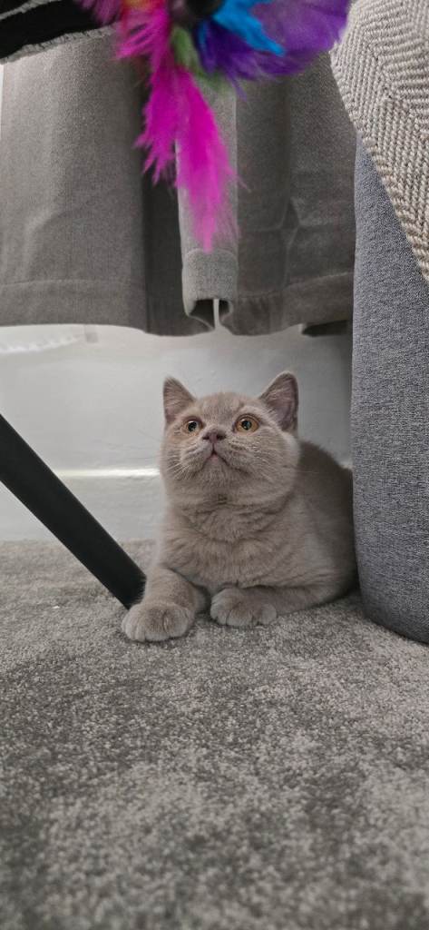 **Reduced**LAST BOY GCCF REGISTERED BRITISH SHORTHAIR KITTENS