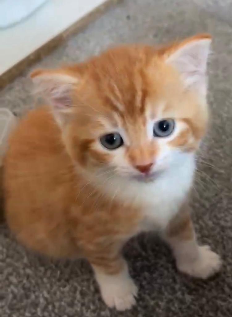 Ginger kitten ready for to go 