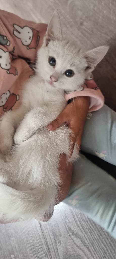 White kitten 9 weeks 