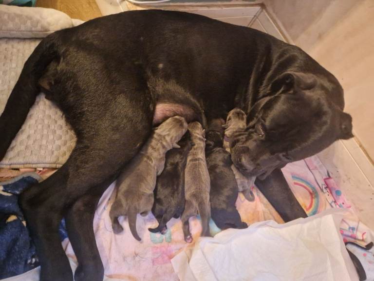 Cane Corso Puppies for sale