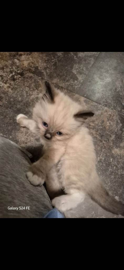 Ragdoll kittens for sale 