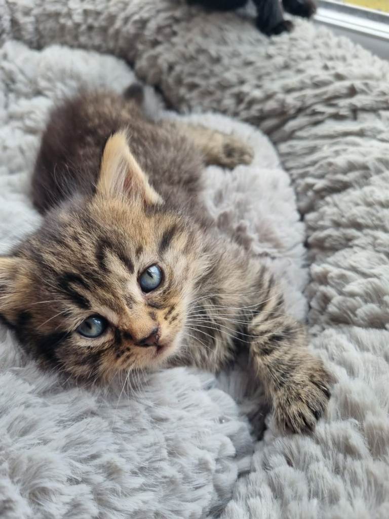 4 kittens for sale
