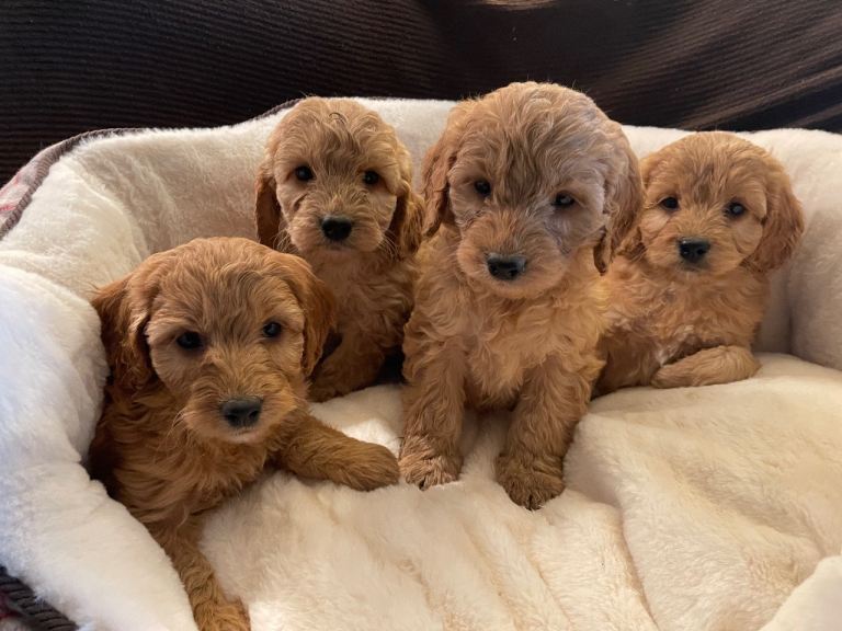 Miniature Golden Cockerpoo puppies for sale