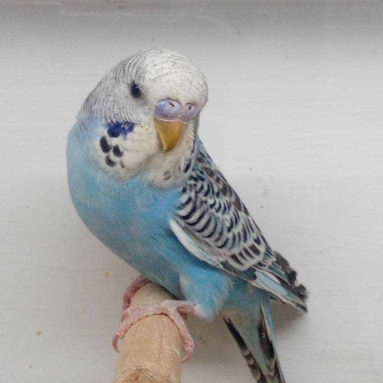 Young blue budgies for sale