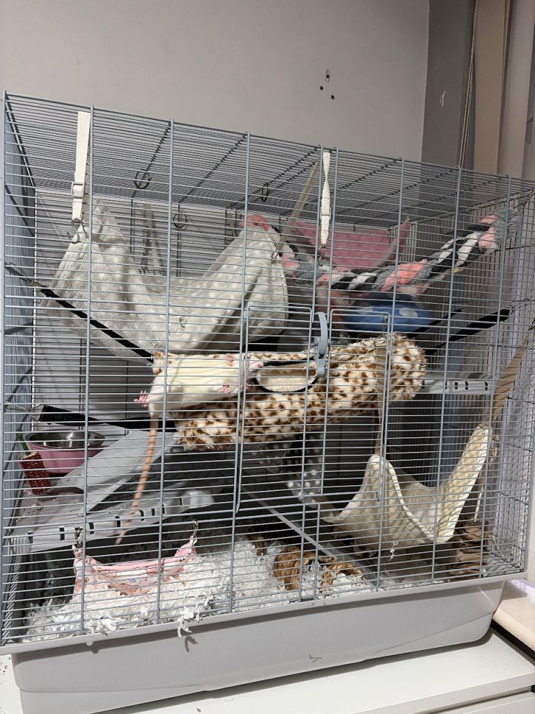 Rat/Chinchilla/Rodent cage and accessories