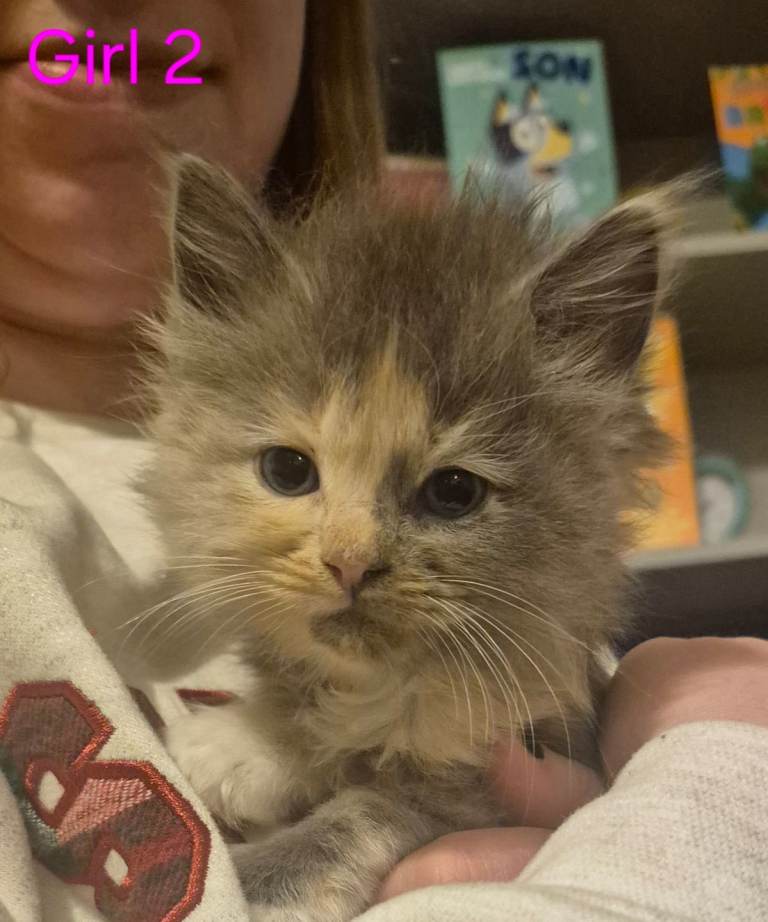 5 Beautiful Maine Coon/Ragdoll Kittens