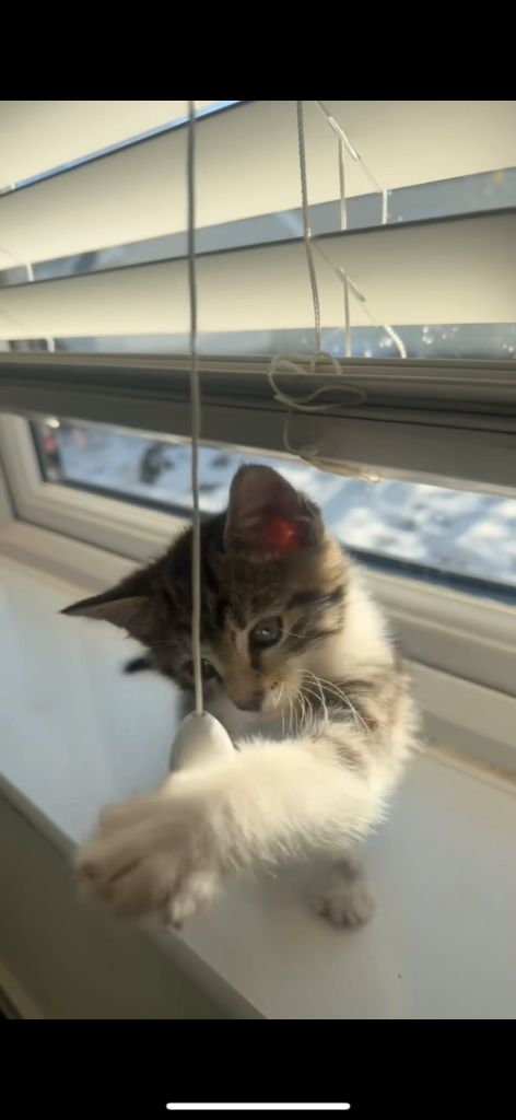 9 week old adorable fluff ball in search of his forever home!