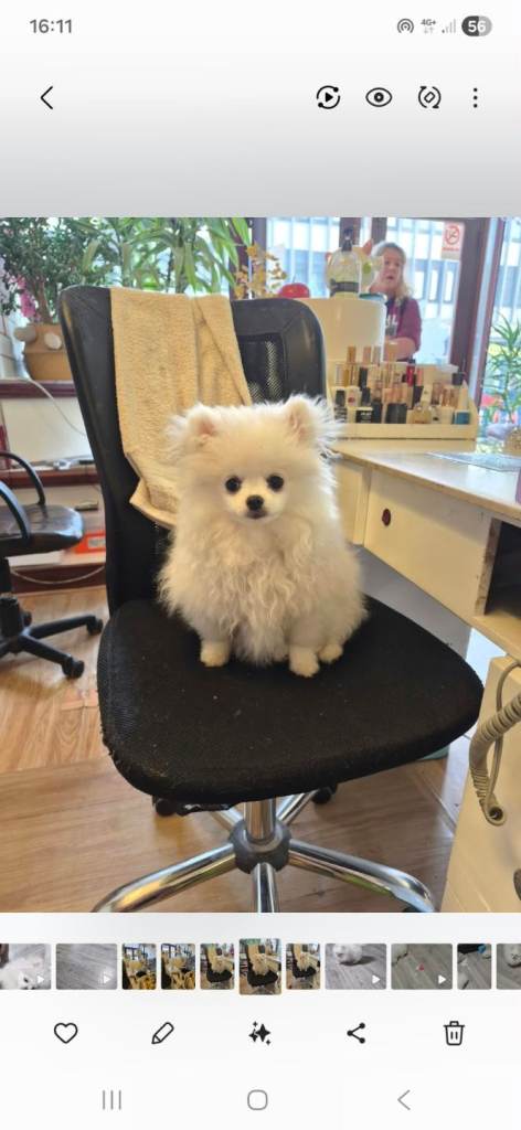 Male white fluffy pomeranian 5 months old