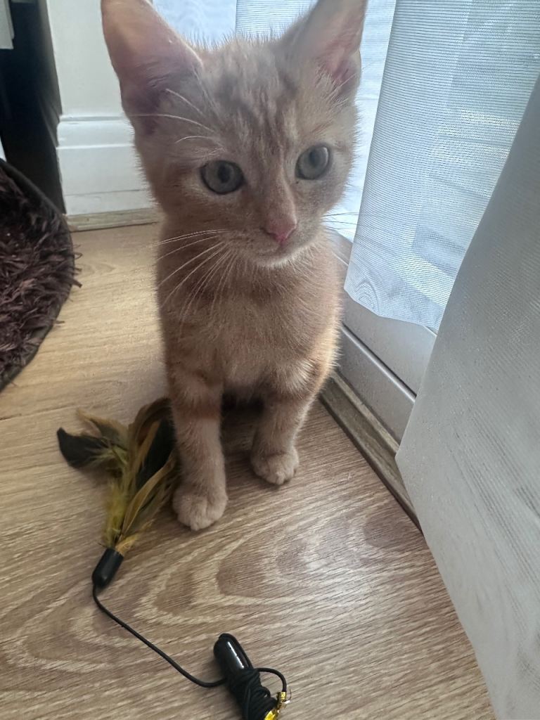 Kittens 