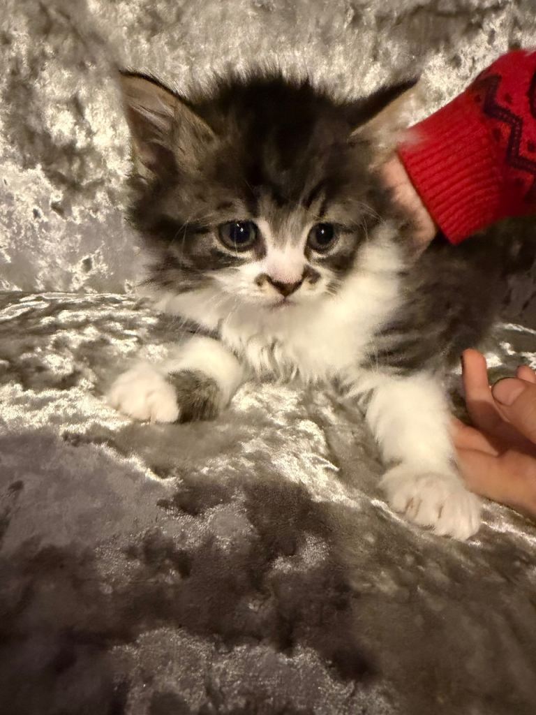 Lovely female kitten 