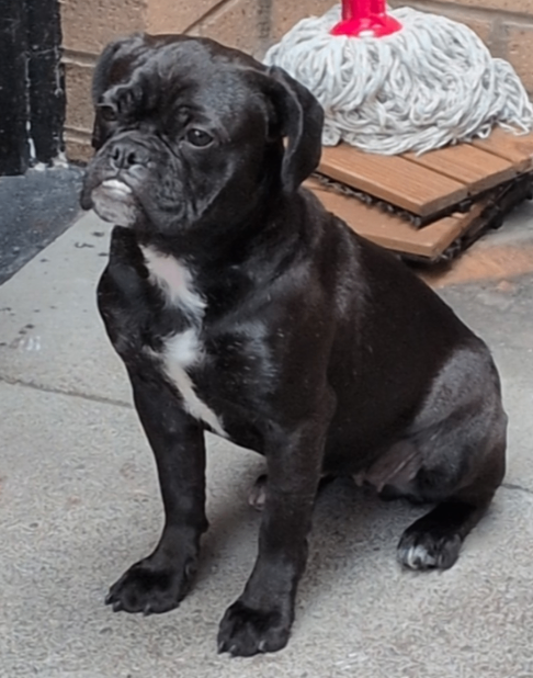 13month frug