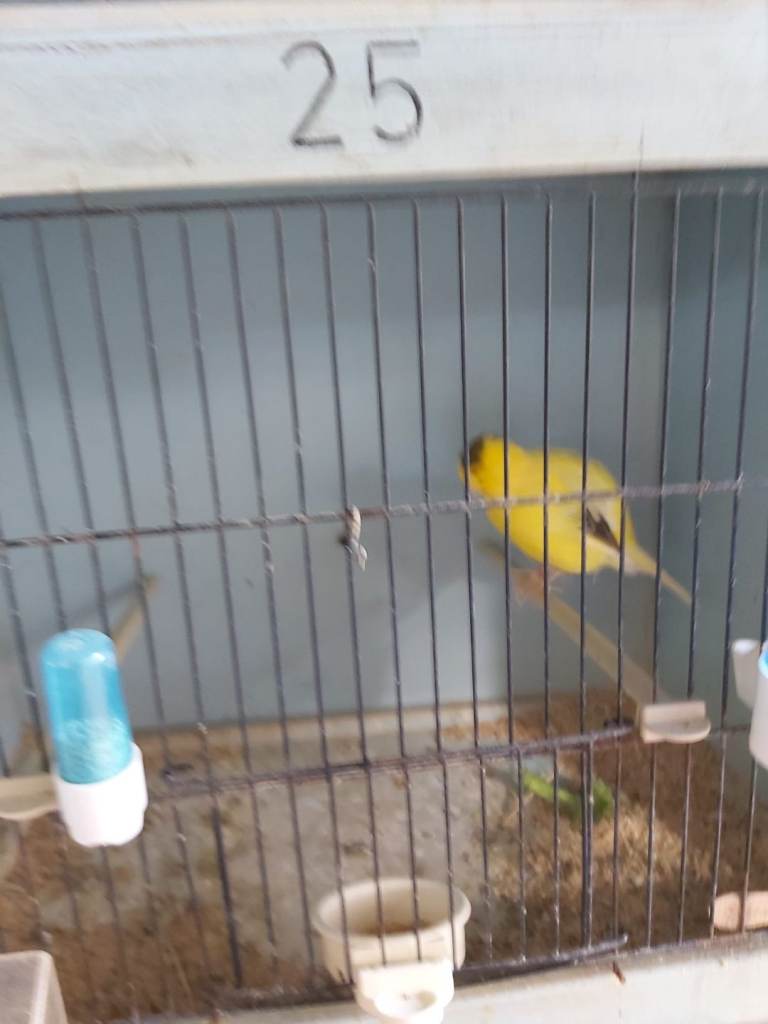 Border canaries 3 in total