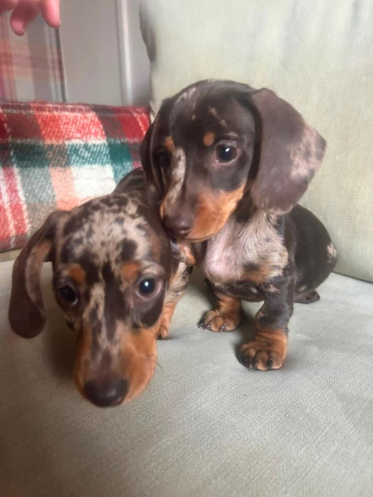 4 beautiful miniature dachshunds