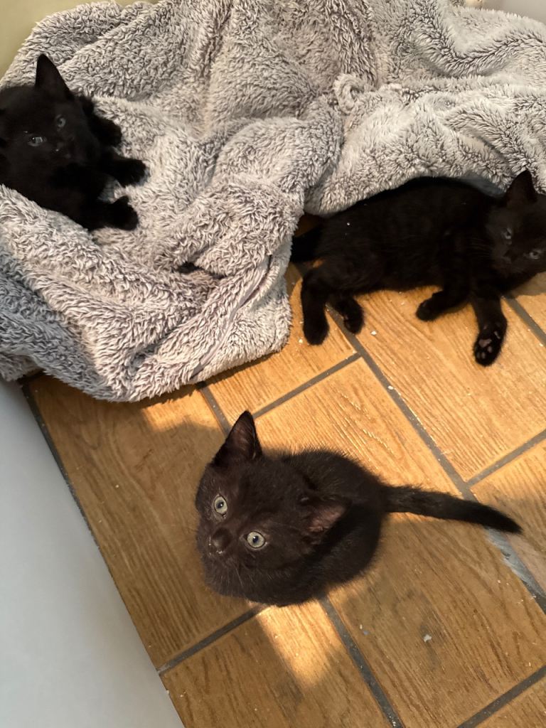 Black kittens