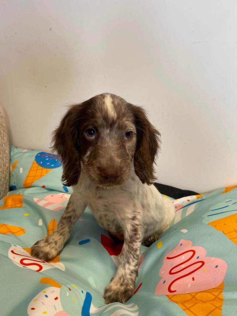 Cocker spaniel puppys 