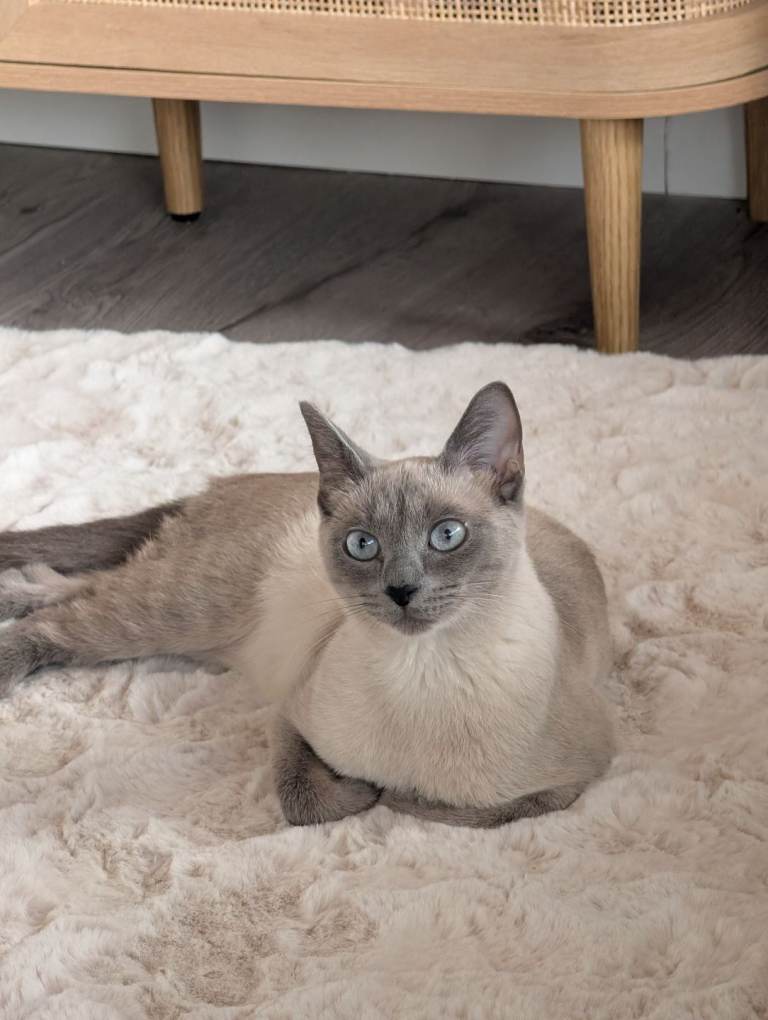 Russian blue pointed for sale