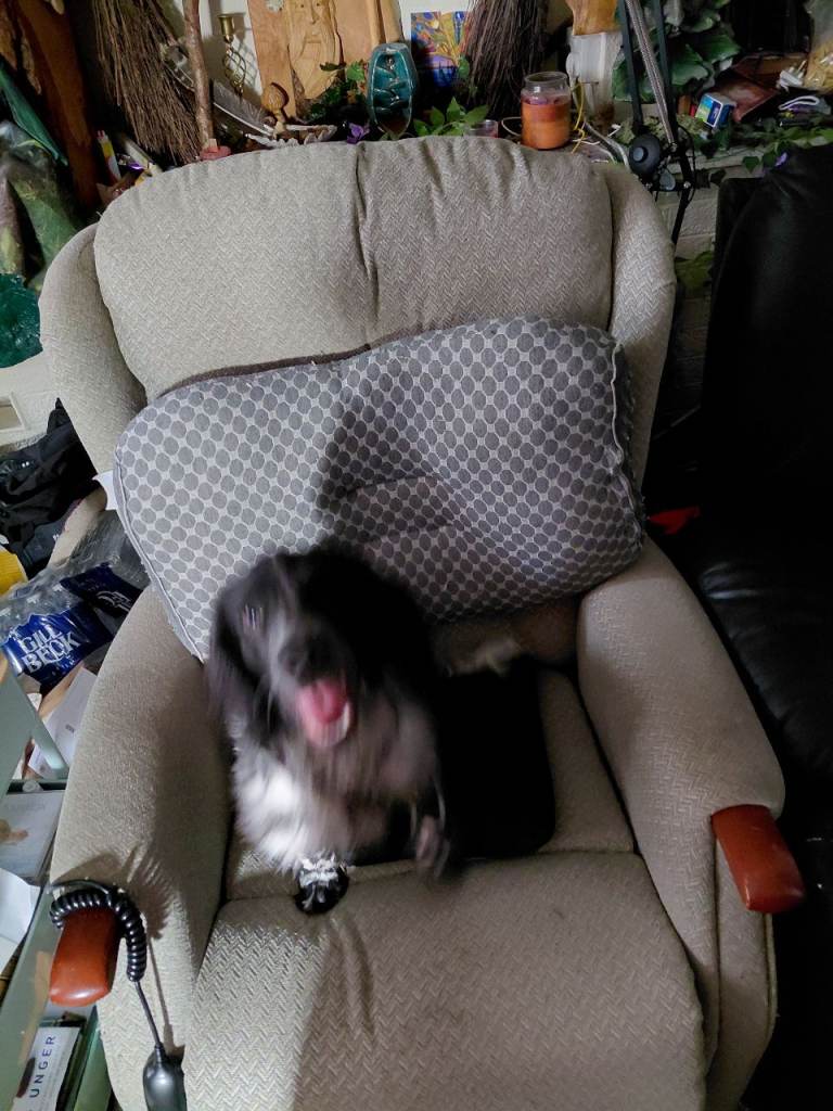 6 month old Cocker Spaniel 