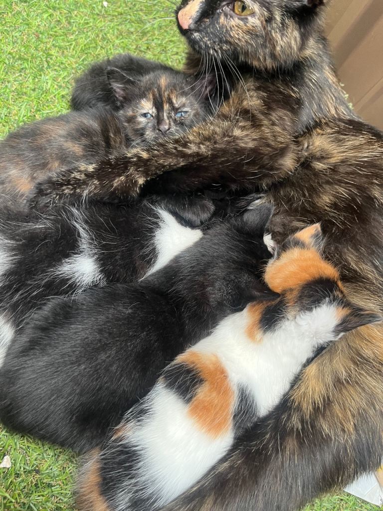 Kittens for sale