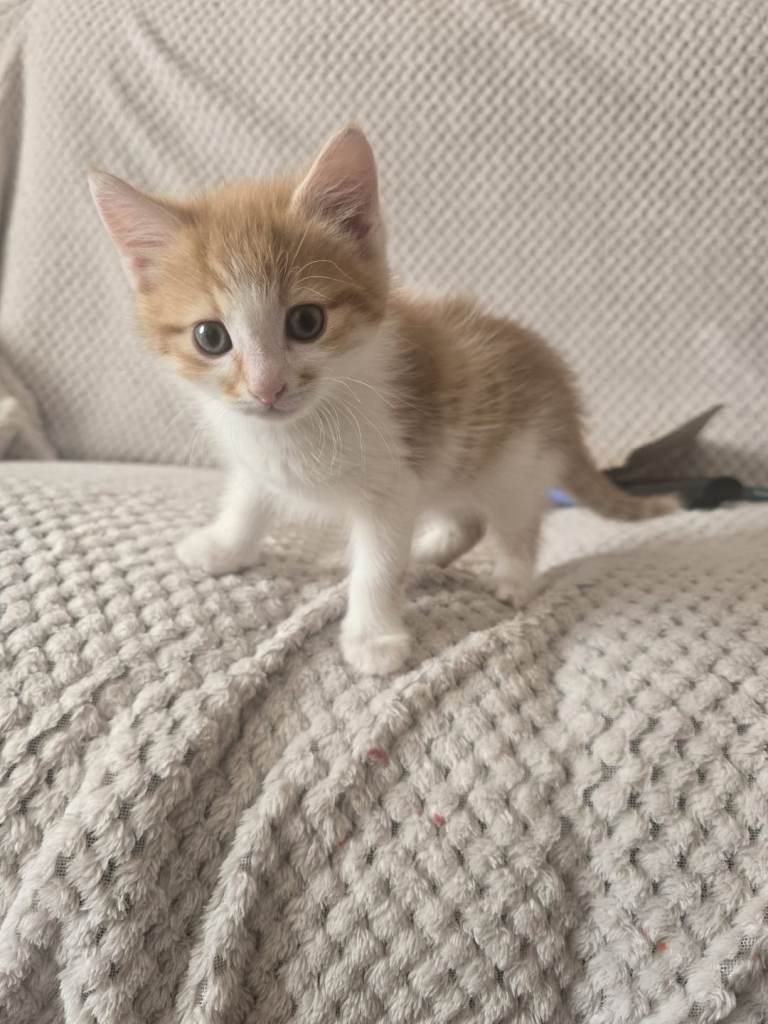 kitten for sale