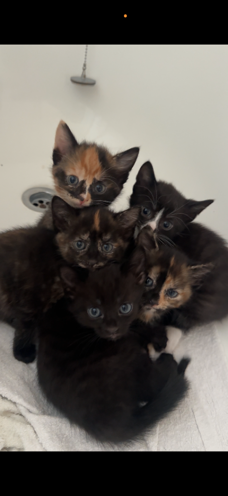 Cute Kittens for a good home