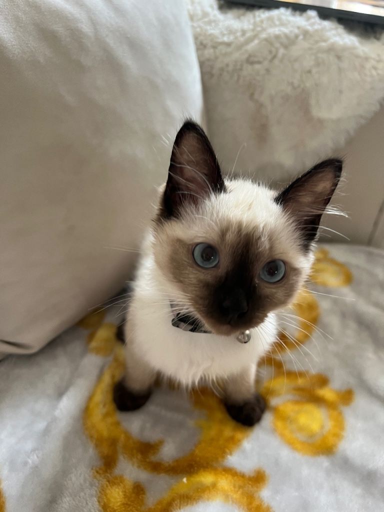 Last little girl kitten available 