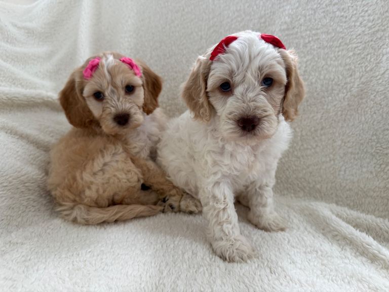 F1 cockerpoo Puppys READY TO GO SOON ❤️