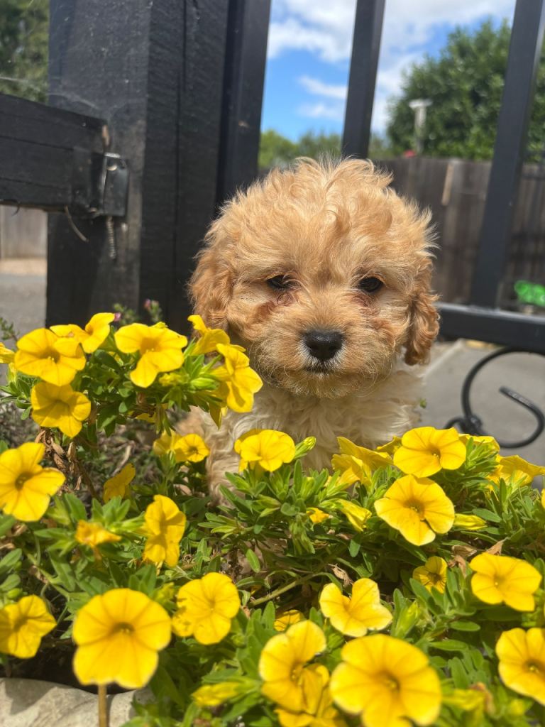 Cavapoo puppies 2 boys left 