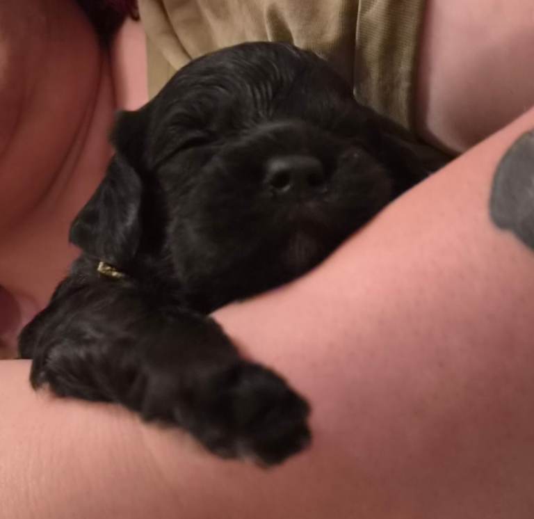 Cava-Cockapoo puppies