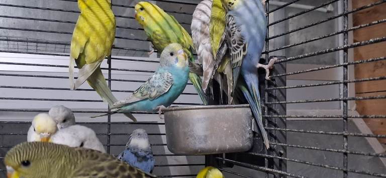 Young budgies