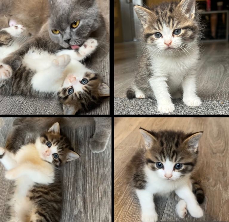 Half british shorthair kitten 