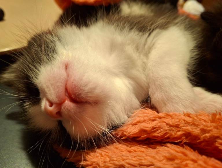 Beautiful baby kittens. 