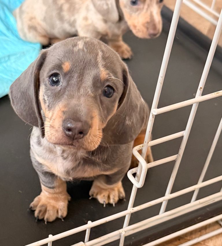 Miniture Dashchund For Sale