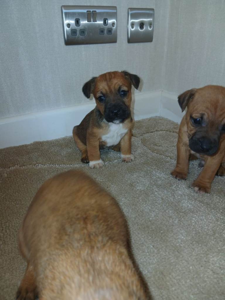 Stunning border terrier puppies 