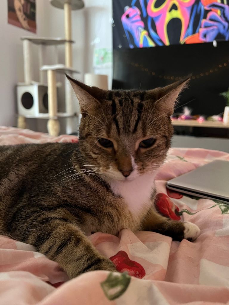 Rosie - young female cat - very sweet!