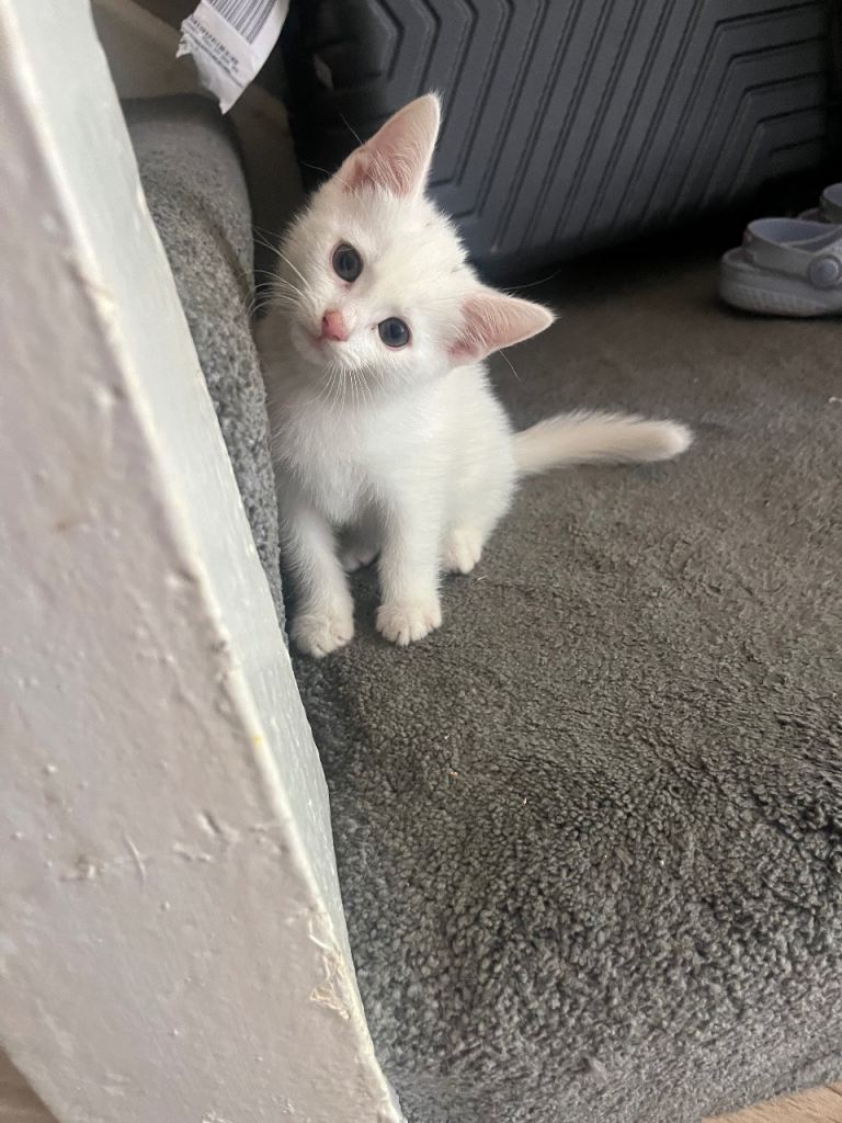 5 kittens 🐱 