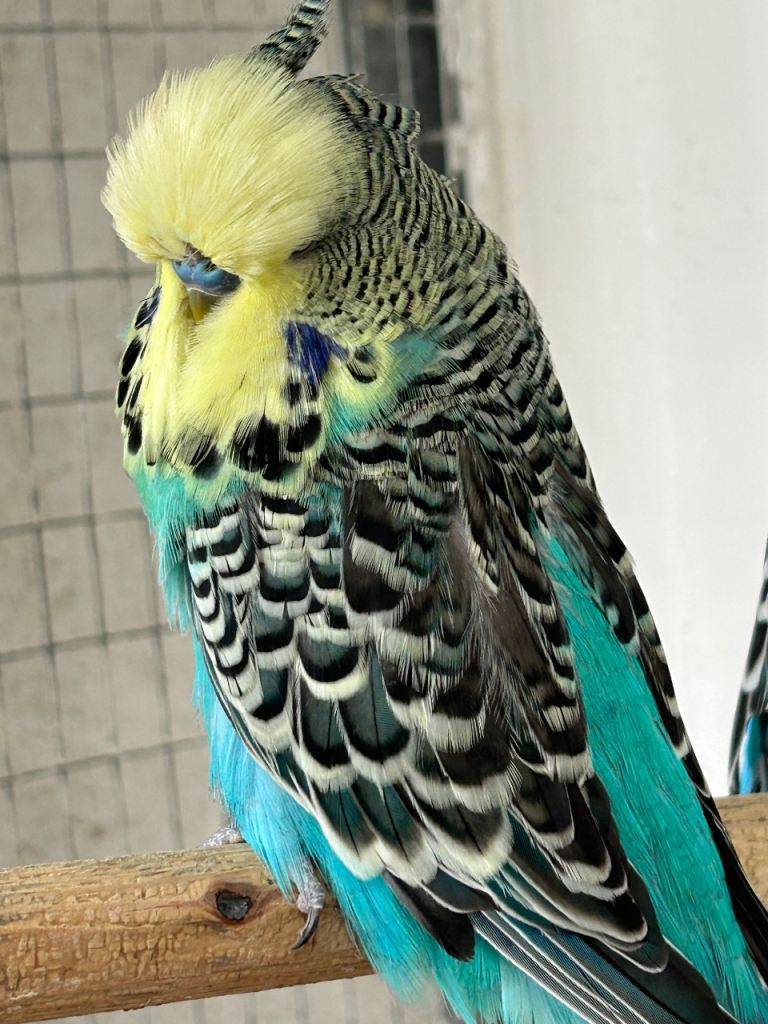Male budgies for sale