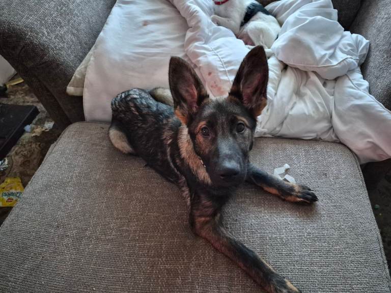 Looking for their forever home