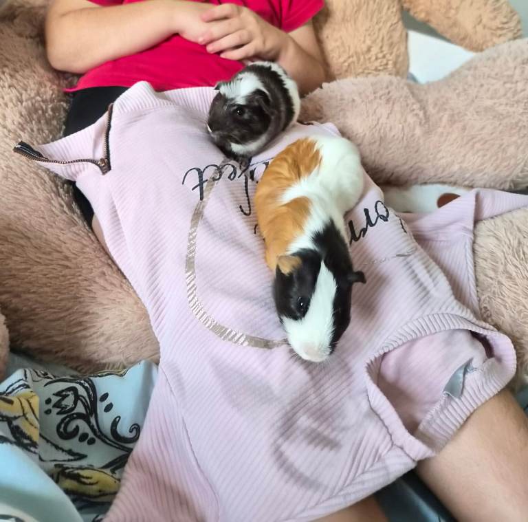 Guinea pigs + set up