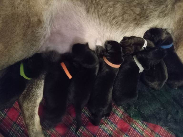 Puppys Ready to leave now 