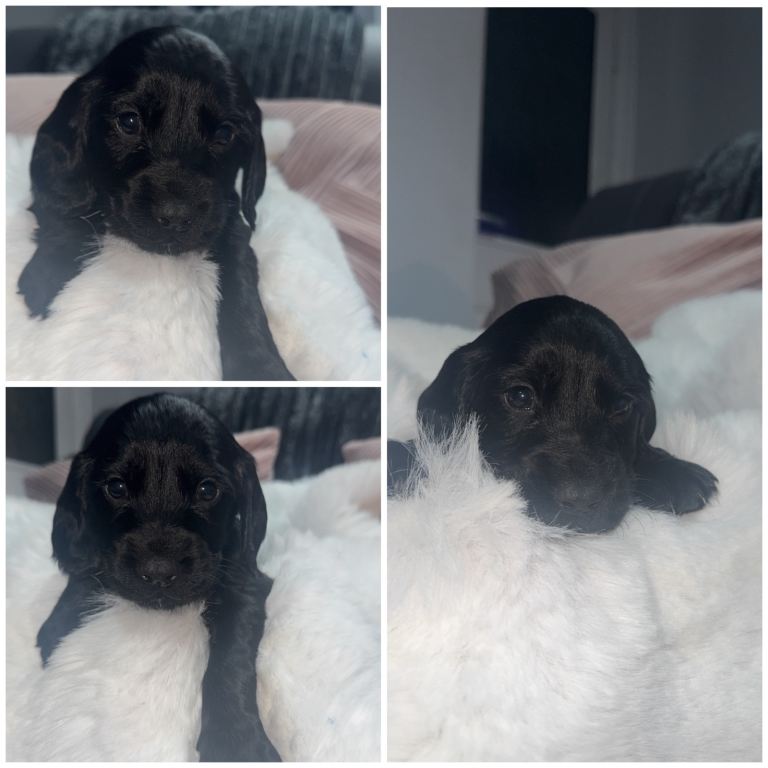 7 beautiful cocker spaniel puppies