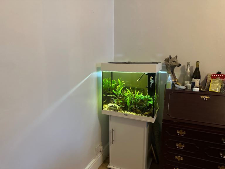 Juwel Fish Tank with Stand, Plants and Fish - Good Condition