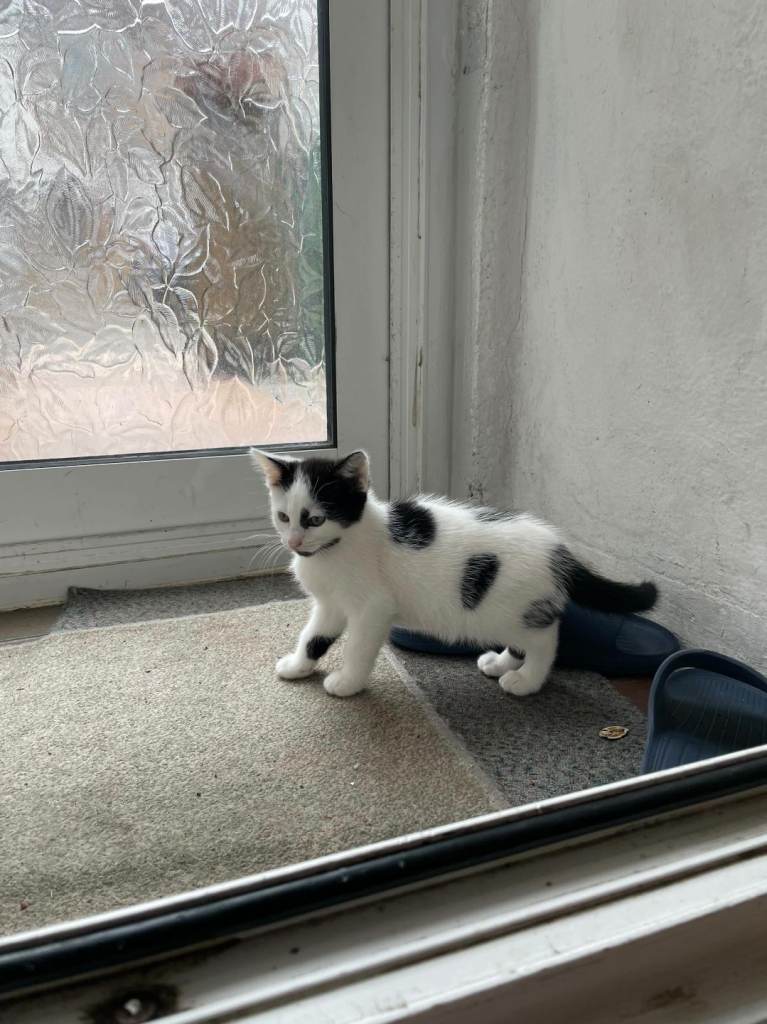KITTEN NEEDING FOREVER HOME