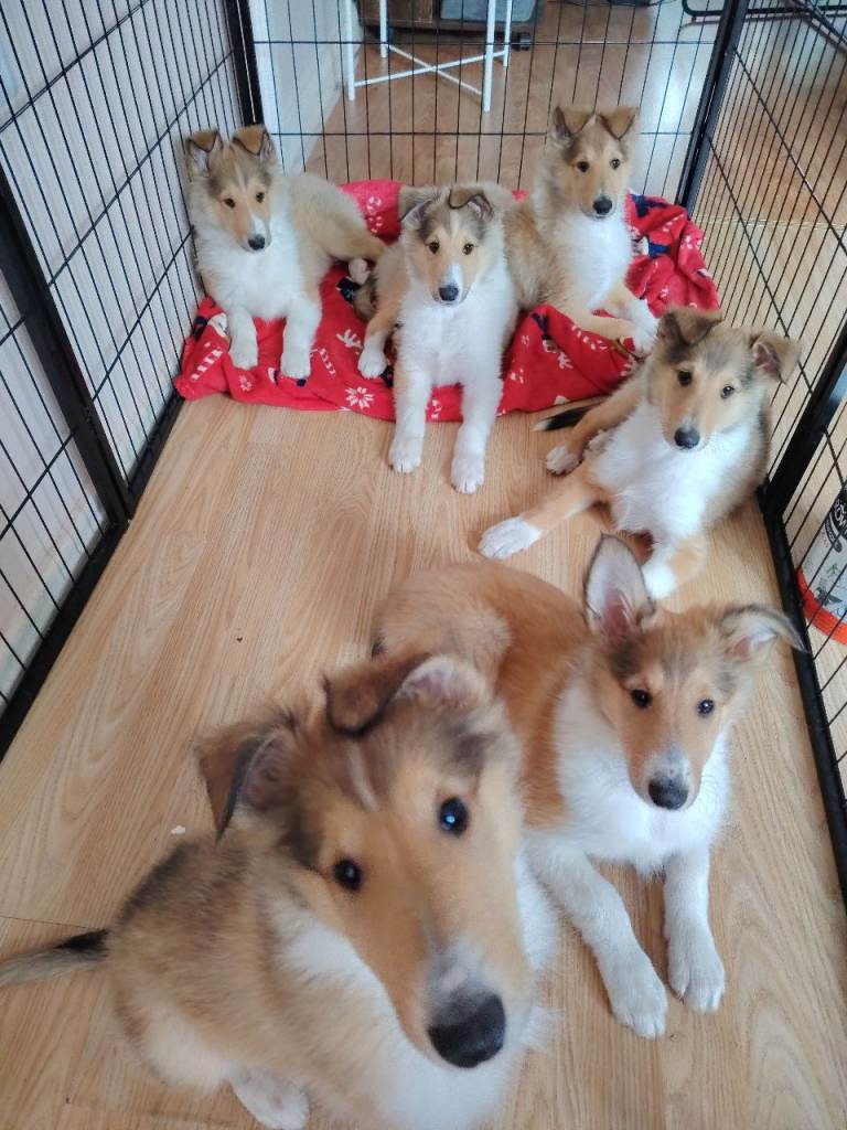  Rough Collie