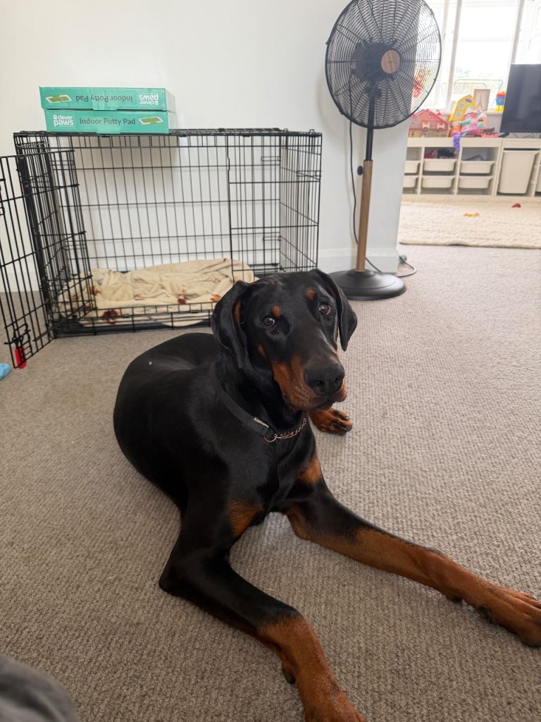 9 month old Doberman male