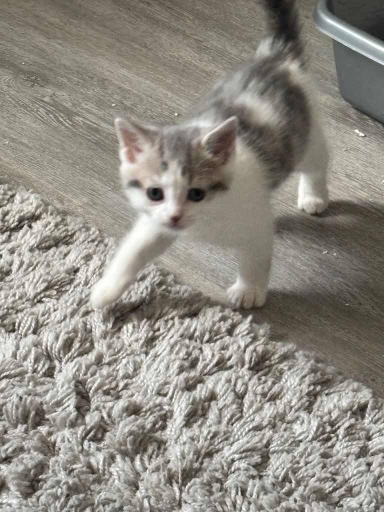 7 wk old kittens 3 girls 2 boys 