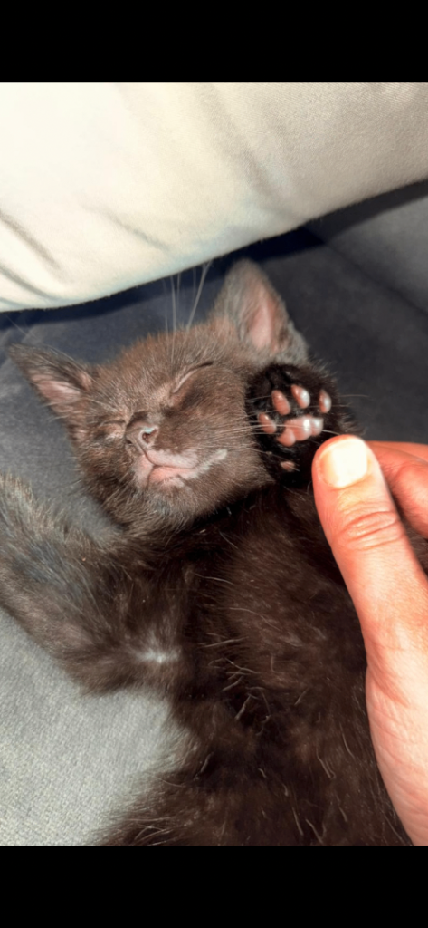 Beautiful 8 Week Old Kittens Looking For Loving Homes
