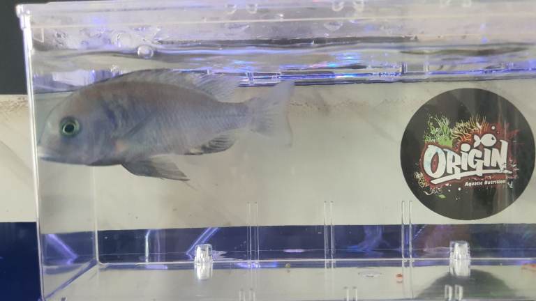 African cichlids 
