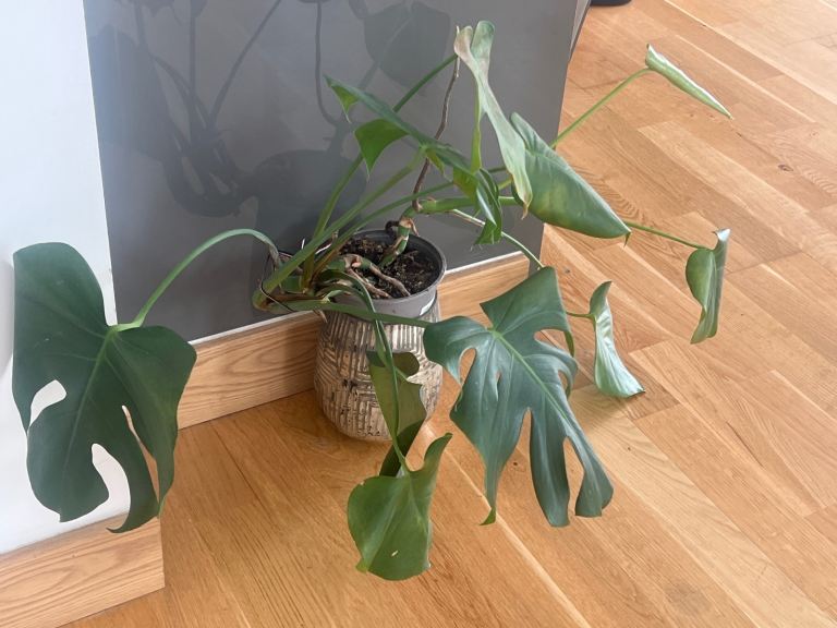 Monstera Deliciosa Plant  – Good Condition
