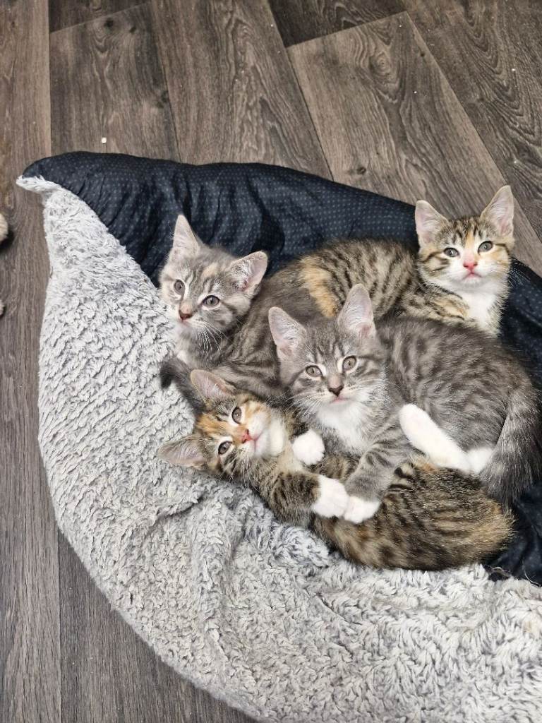 Kittens